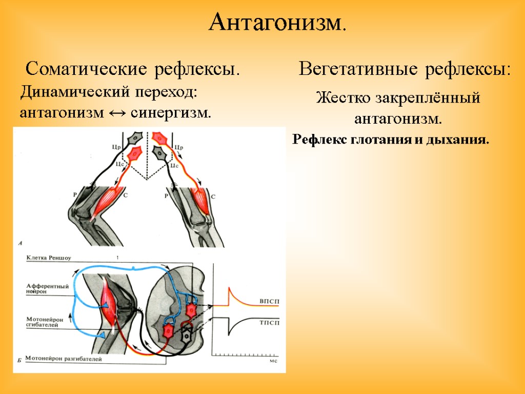 Антагонизм. Соматические рефлексы. Вегетативные рефлексы: Рефлекс глотания и дыхания. Динамический переход: антагонизм ↔ синергизм.